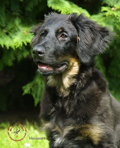 Hovawart 9W009D-107.JPG